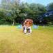 z-psem_na_wakacje_oboz_dla_dzieci_i_mlodziezy_z_wlasnym_psem_wandrus_img_20220706_193082.jpg