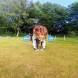 z-psem_na_wakacje_oboz_dla_dzieci_i_mlodziezy_z_wlasnym_psem_wandrus_img_20220706_193084.jpg