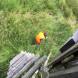 paintball-obozy-paintballowe-quadowe-gokartowe-wandrus-img_0886.jpg